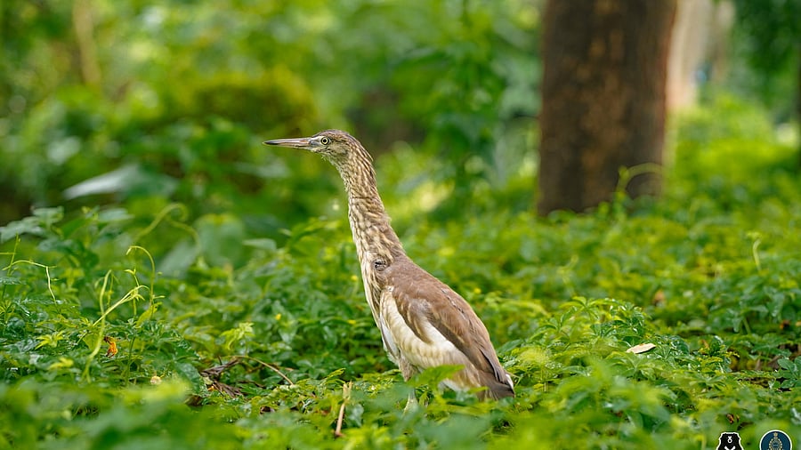 <div class="paragraphs"><p>The pond heron being released back into the wild after it made a remarkable recovery under the supervision and care of the Maharashtra Forest Department (MFD) and Wildlife SOS.</p></div>